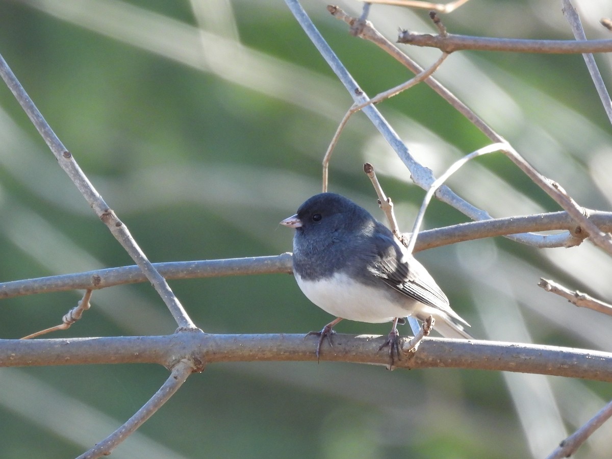 Dark-eyed Junco - ML646015290