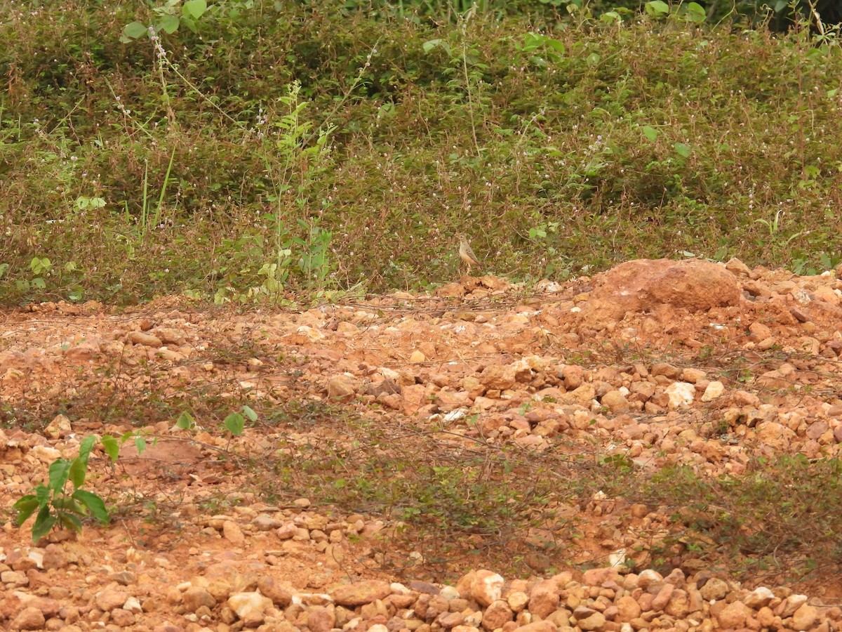 Plain-backed Pipit - ML646015292