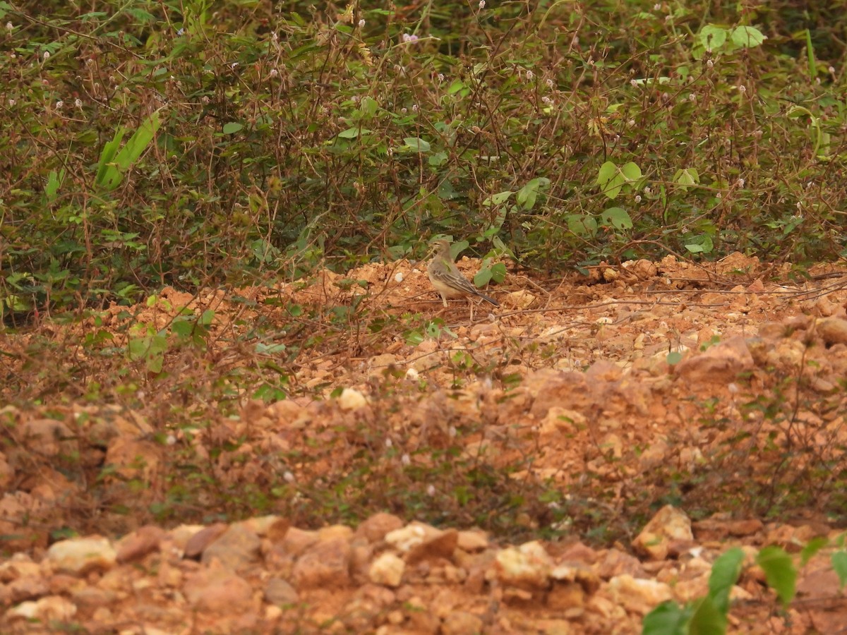 Plain-backed Pipit - ML646015296