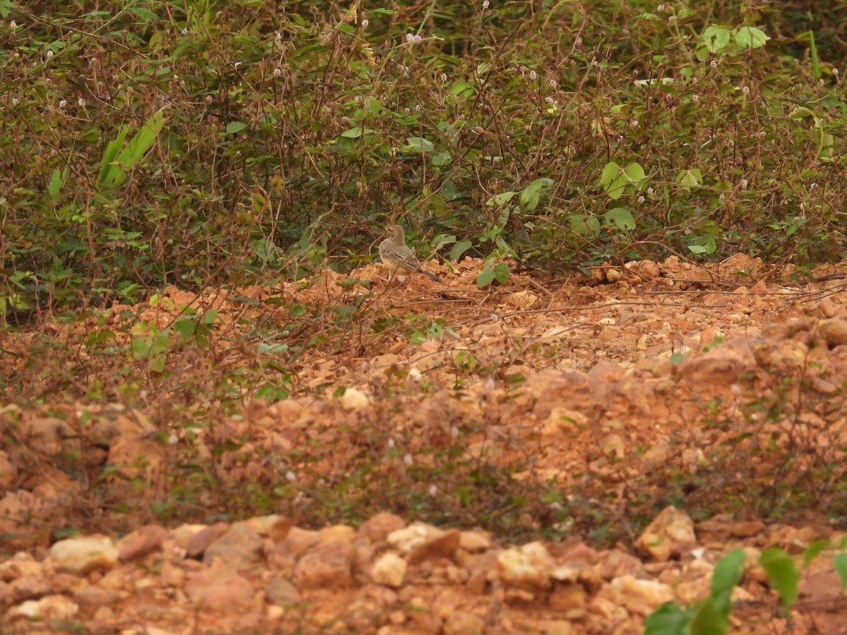 Plain-backed Pipit - ML646015298