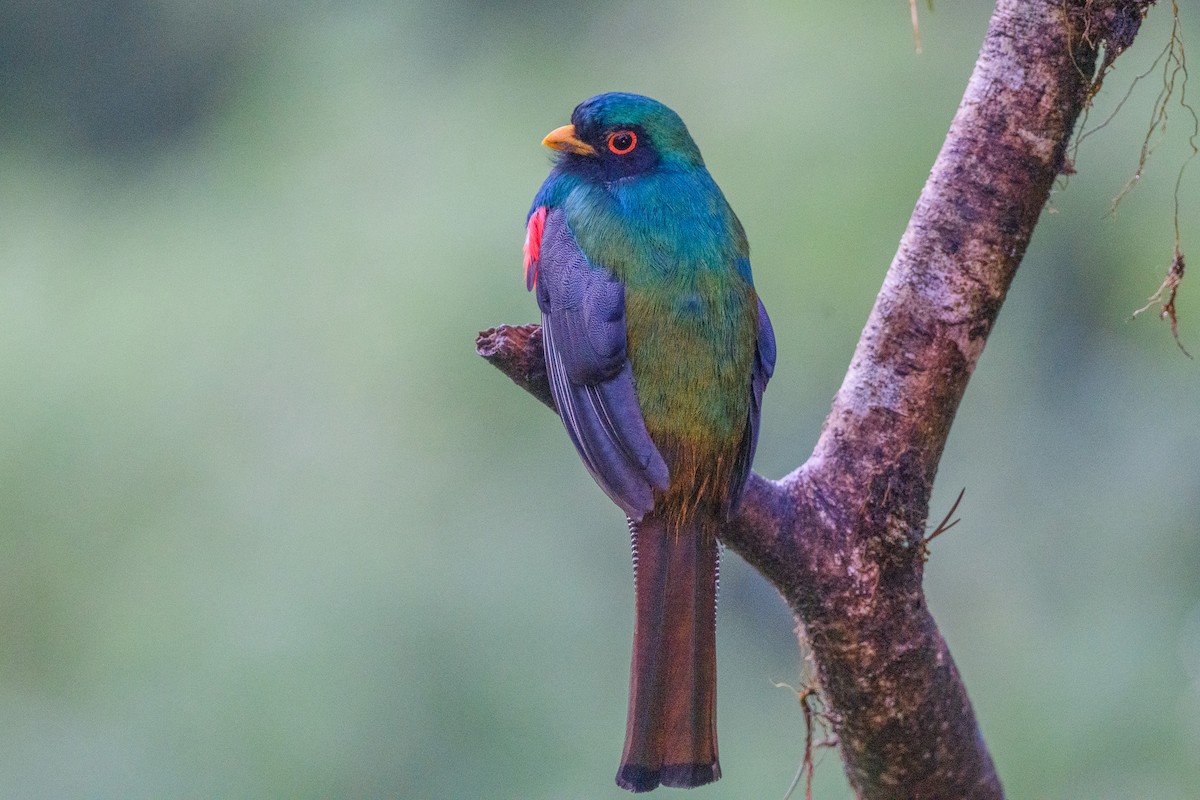 Masked Trogon - ML646015299