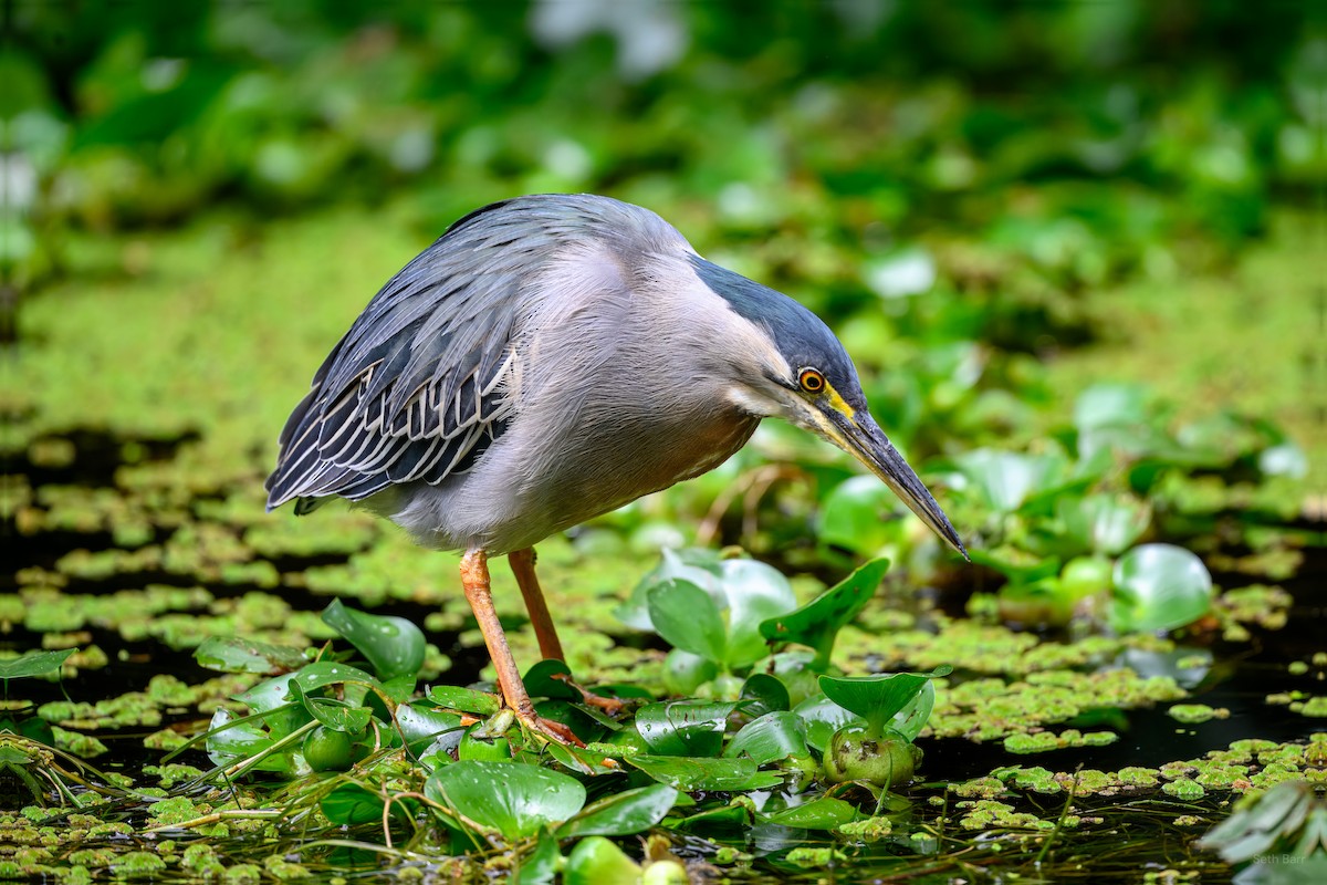 Striated Heron - ML646015301