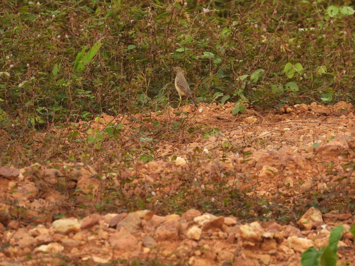 Plain-backed Pipit - ML646015304