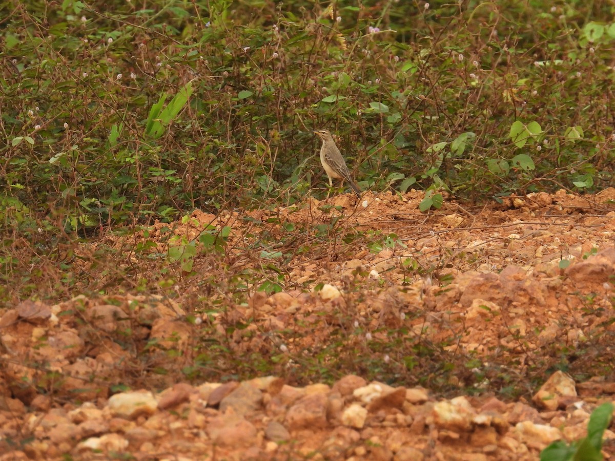 Plain-backed Pipit - ML646015305