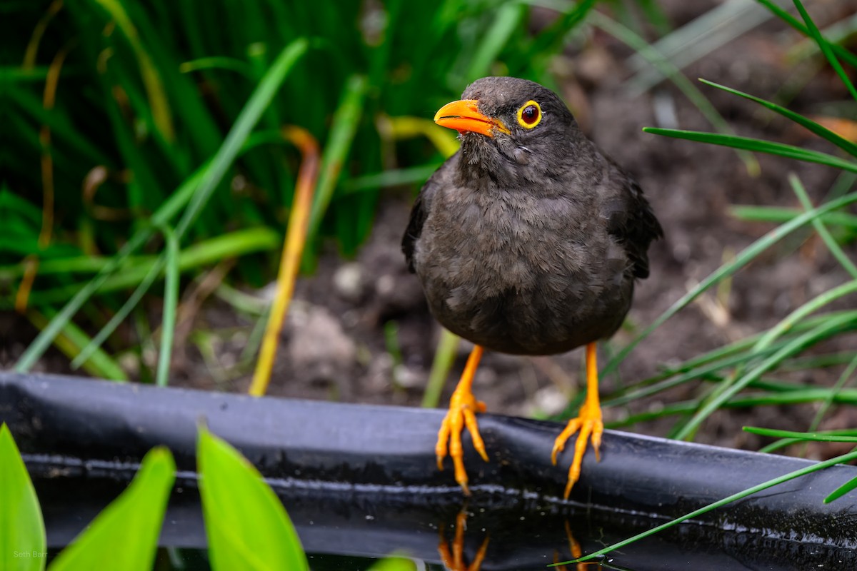 Great Thrush - ML646015306