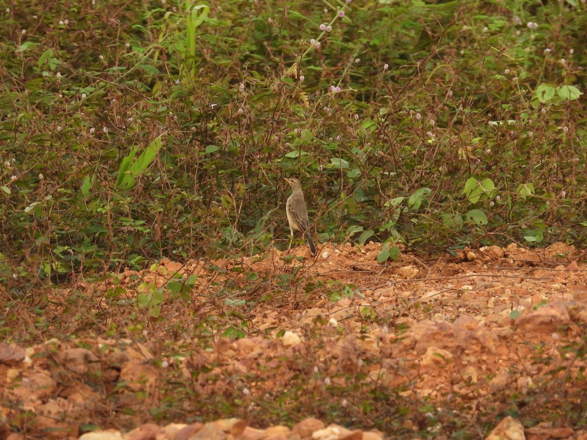 Plain-backed Pipit - ML646015312