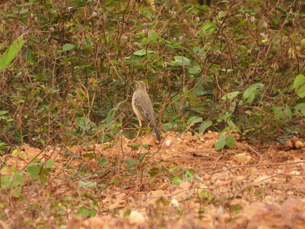 Plain-backed Pipit - ML646015313