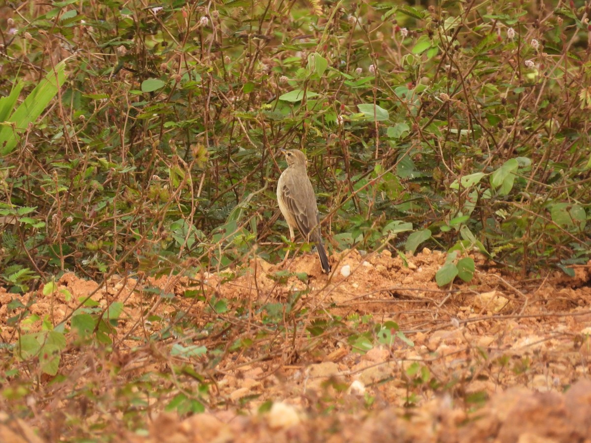 Plain-backed Pipit - ML646015314