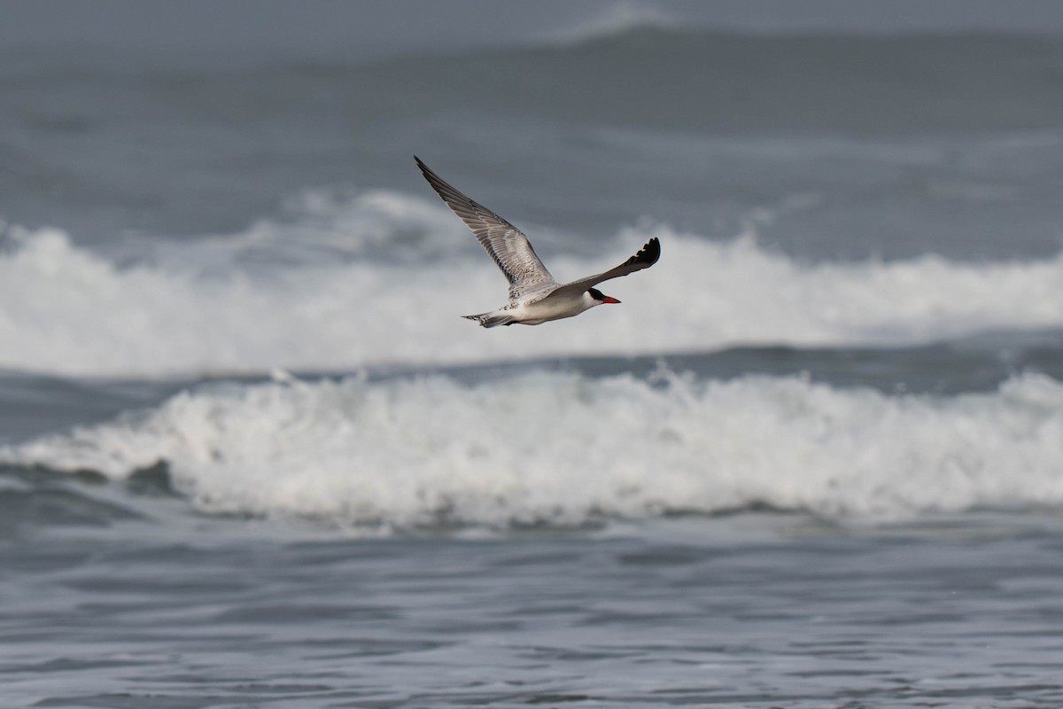 Caspian Tern - ML646015359