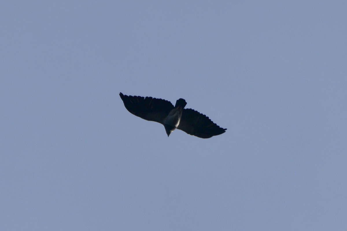 Black-chested Buzzard-Eagle - ML646015361