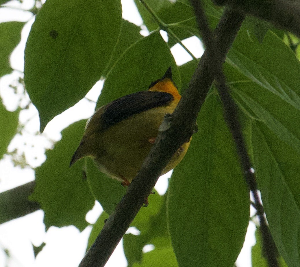 Orange-collared Manakin - ML646015364