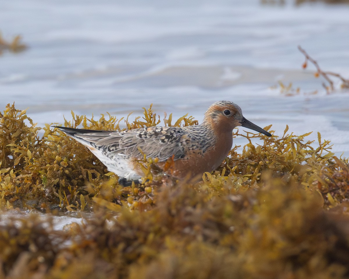 jespák rezavý - ML646015366