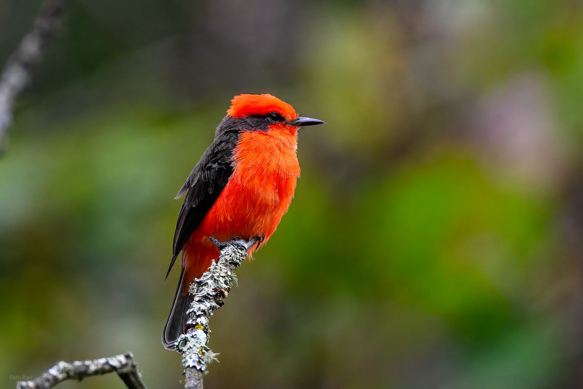 Vermilion Flycatcher - ML646015368