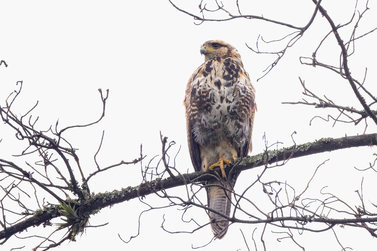 Harris's Hawk - ML646015373