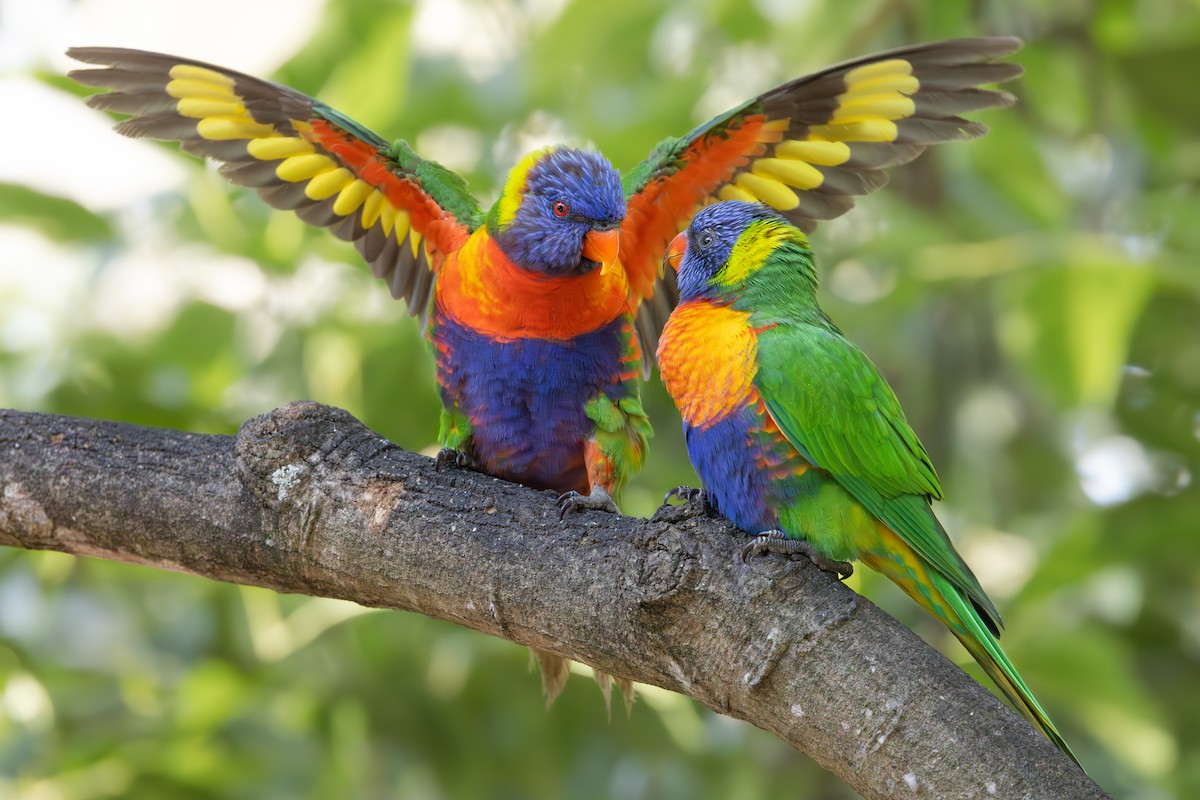 Rainbow Lorikeet - ML646015380