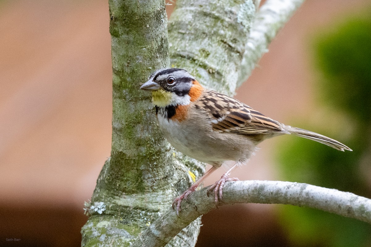 Rufous-collared Sparrow - ML646015396