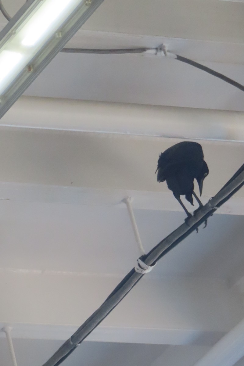 Great-tailed Grackle - ML646015402