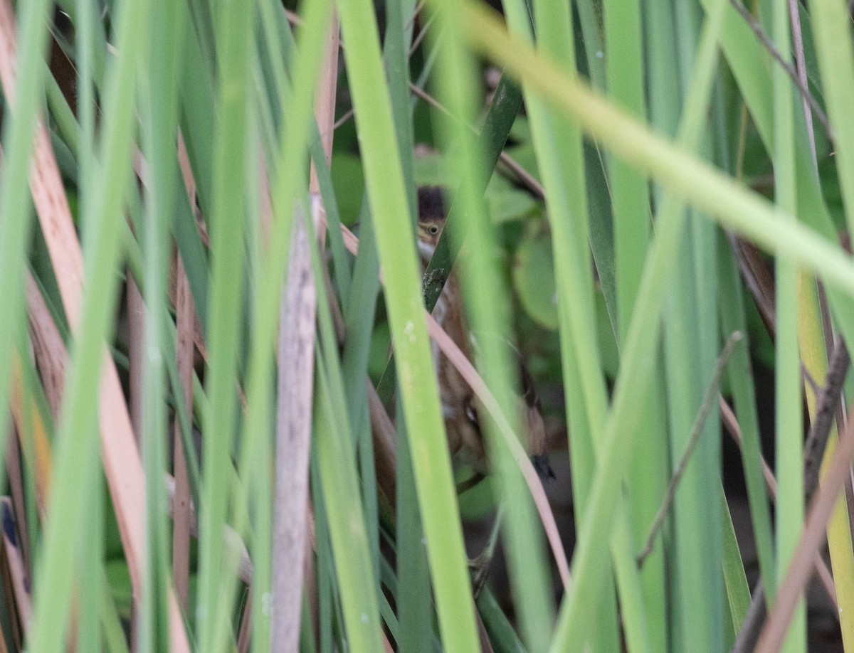 Petit Blongios - ML646015409