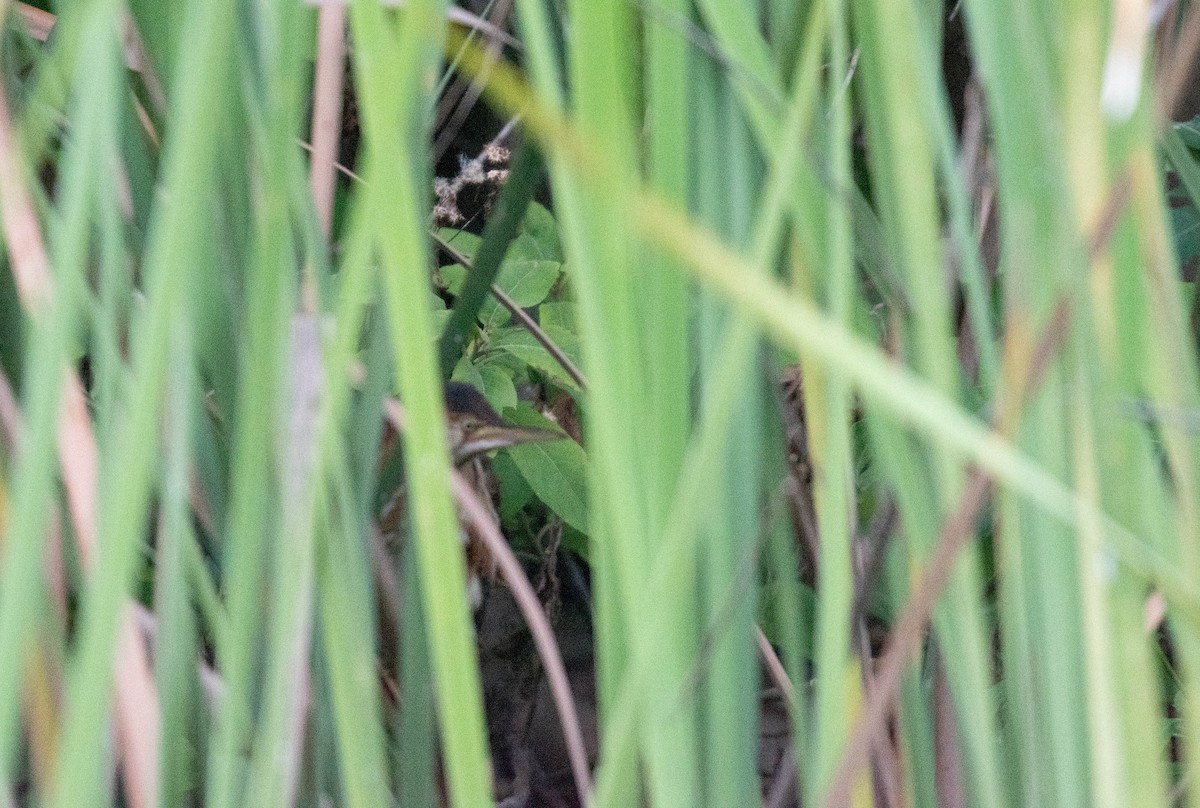 Petit Blongios - ML646015414