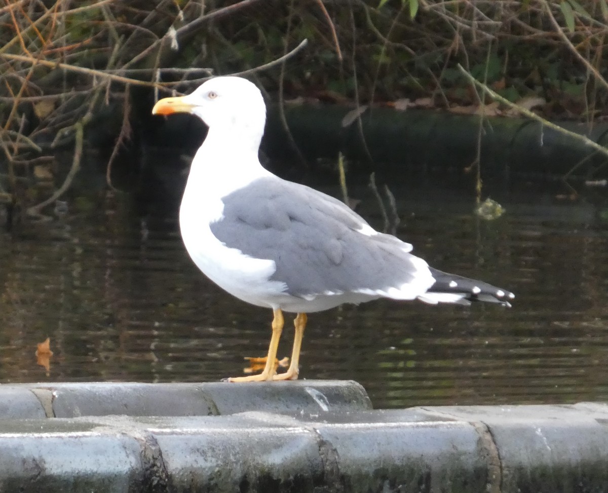 Zafferano - ML646015418