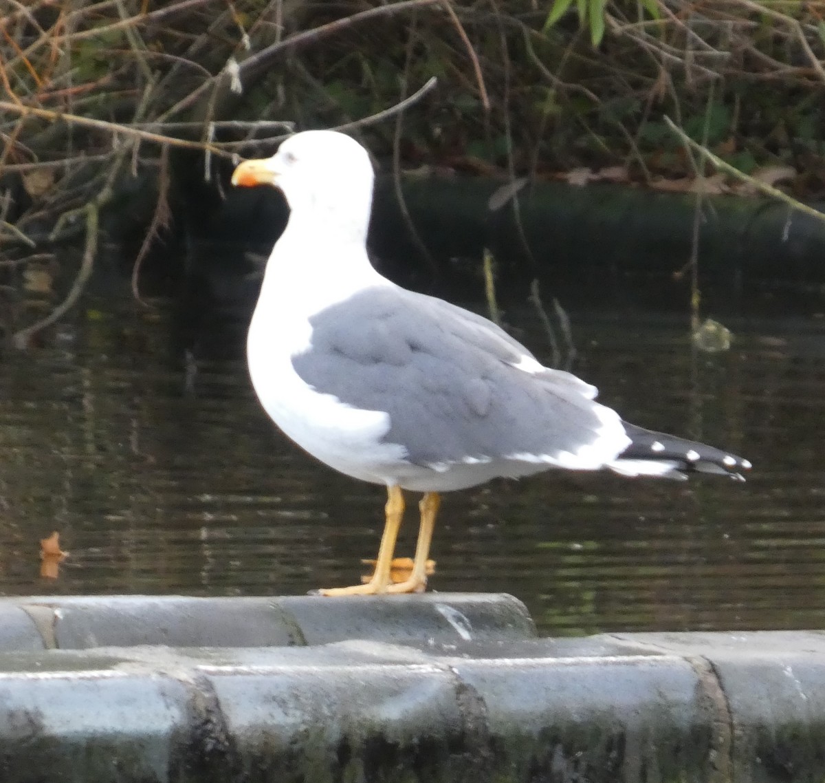 Zafferano - ML646015419