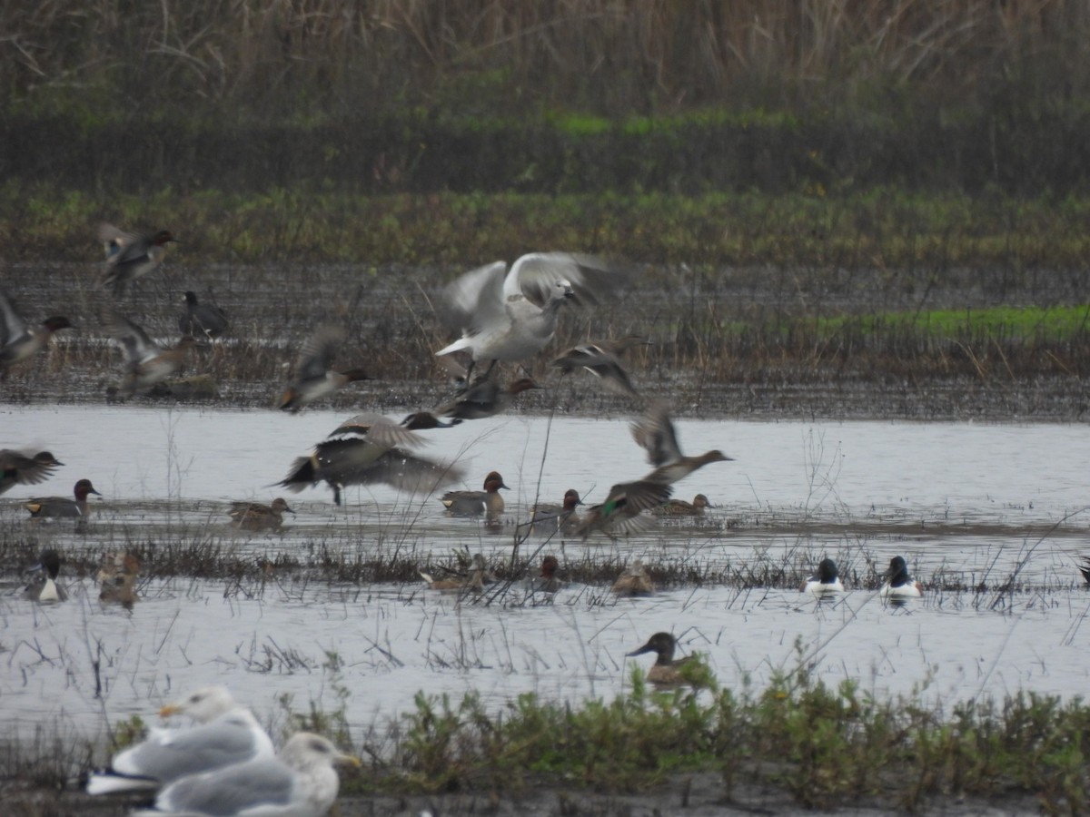 husa bělostná - ML646015421