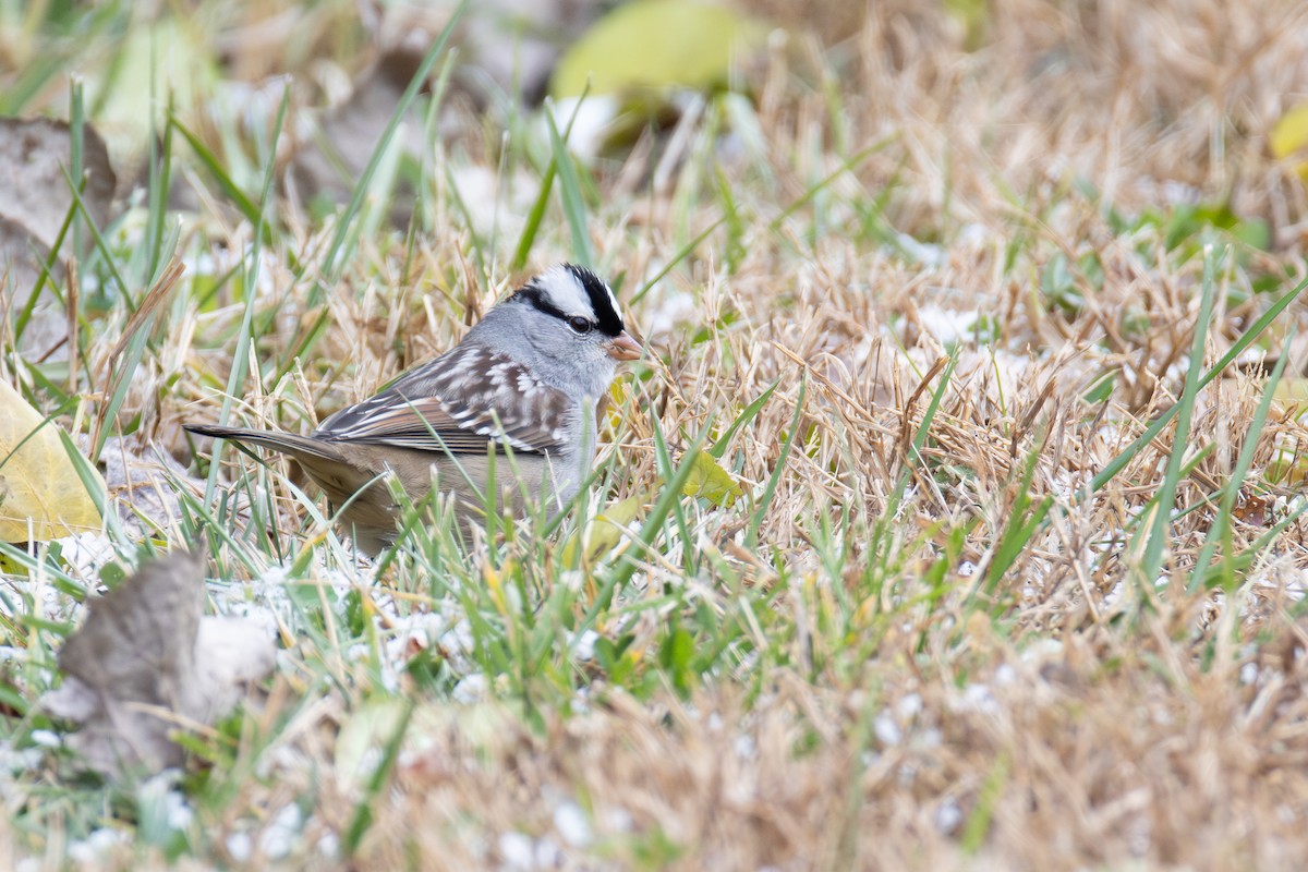 ミヤマシトド - ML646015422