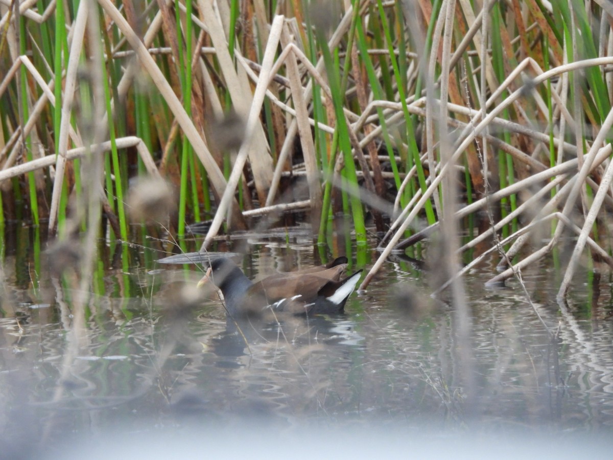 Common Gallinule - ML646015439