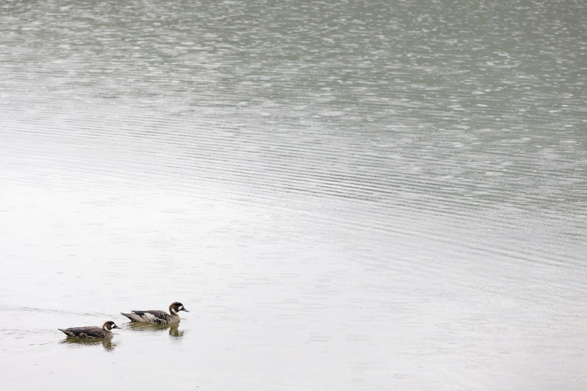 Kupferspiegelente - ML646015442