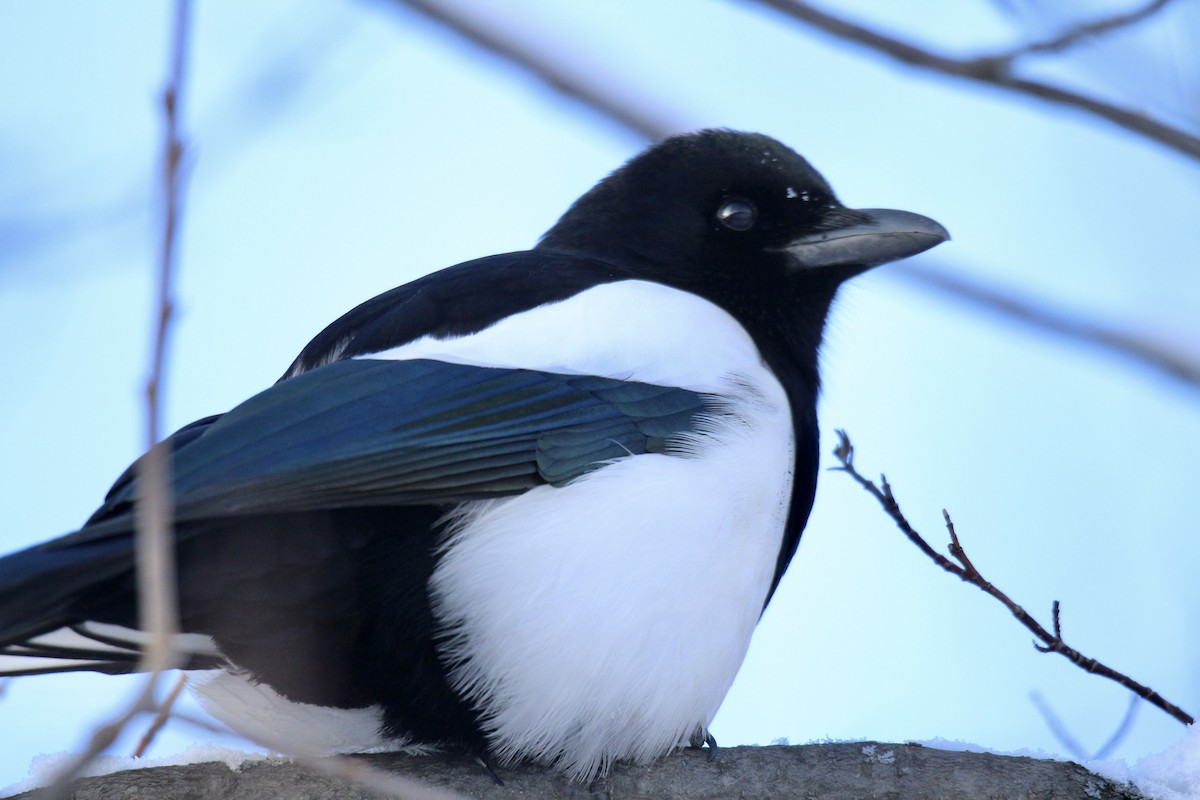 straka americká - ML646015443