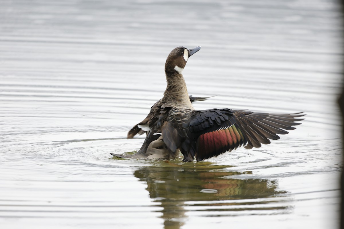 Kupferspiegelente - ML646015463