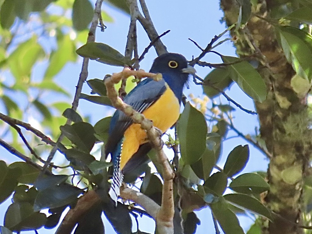 Gartered Violaceous Trogon - ML646015464