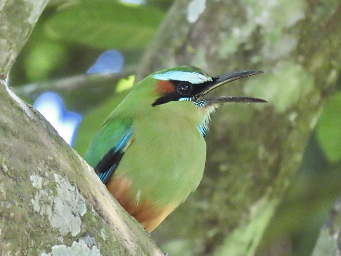 Turquoise-browed Motmot - ML646015469