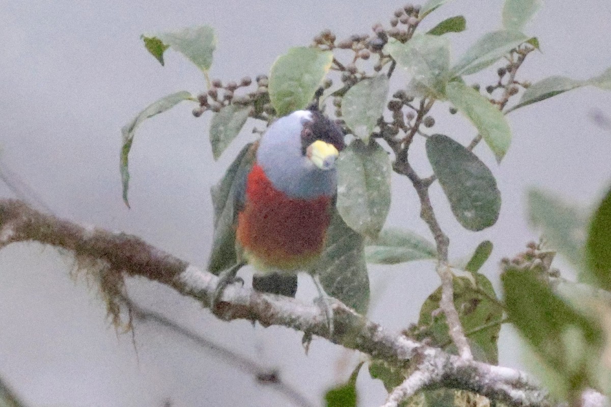Toucan Barbet - ML646015471