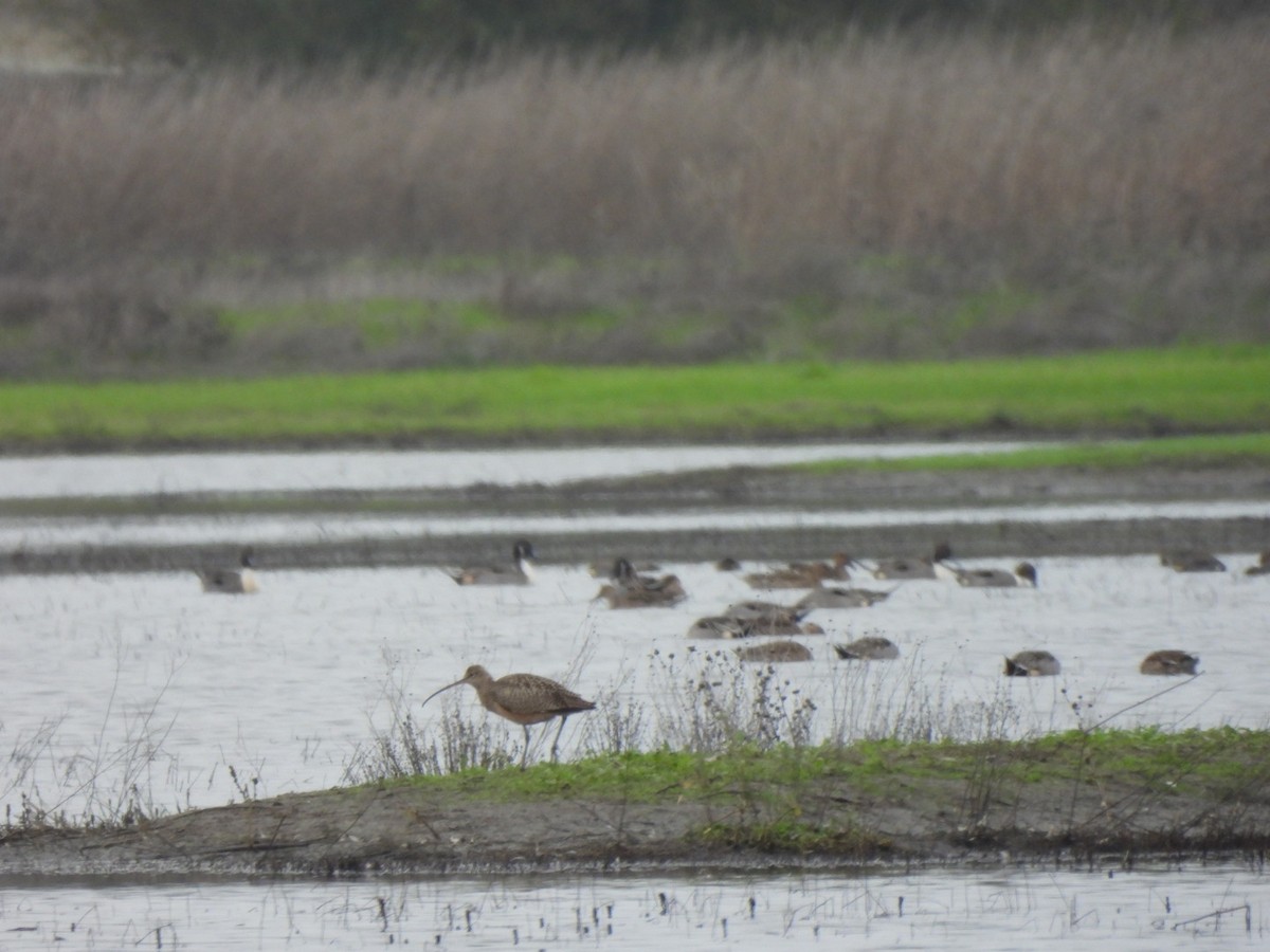 koliha americká - ML646015472