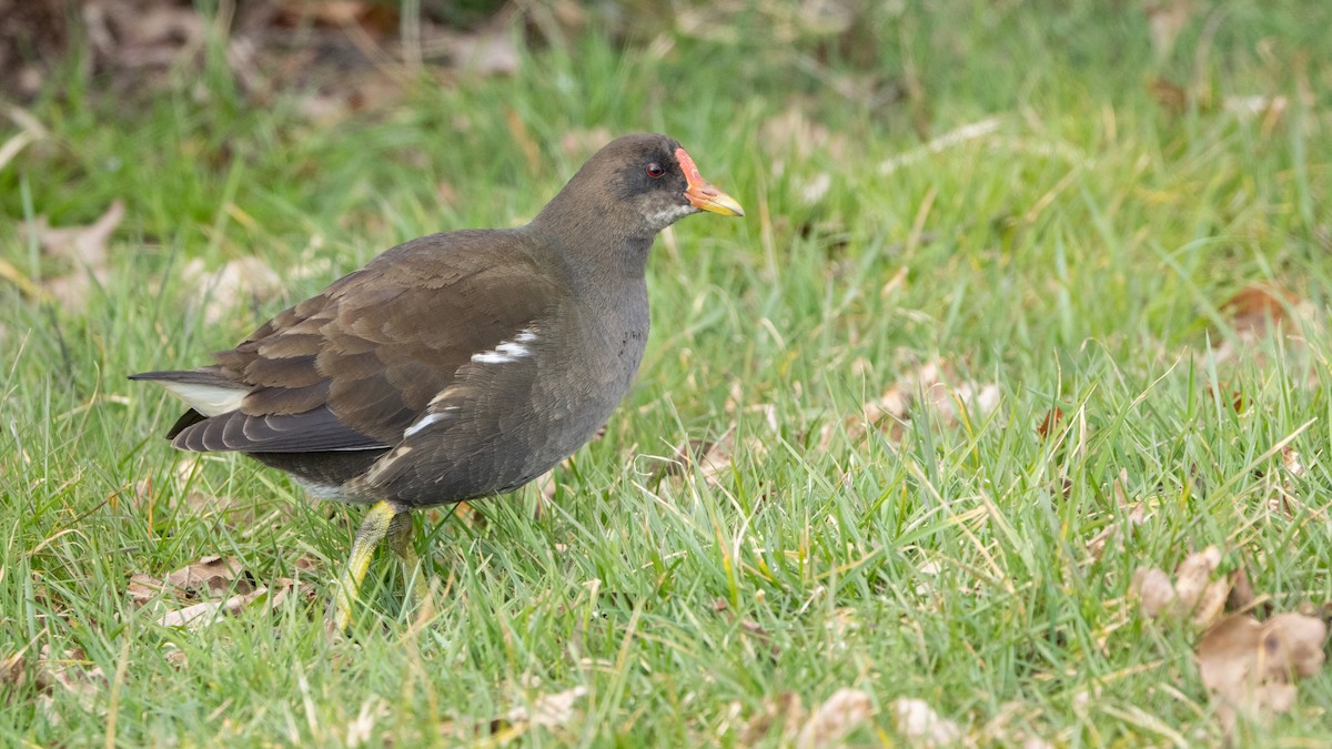 バン - ML646015478