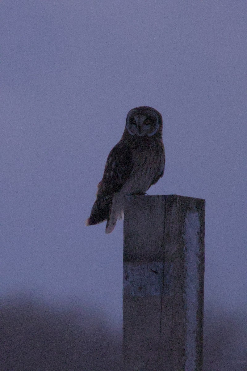 Short-eared Owl - ML646015481