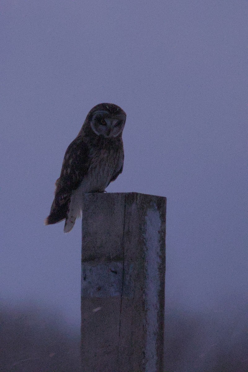 Short-eared Owl - ML646015482