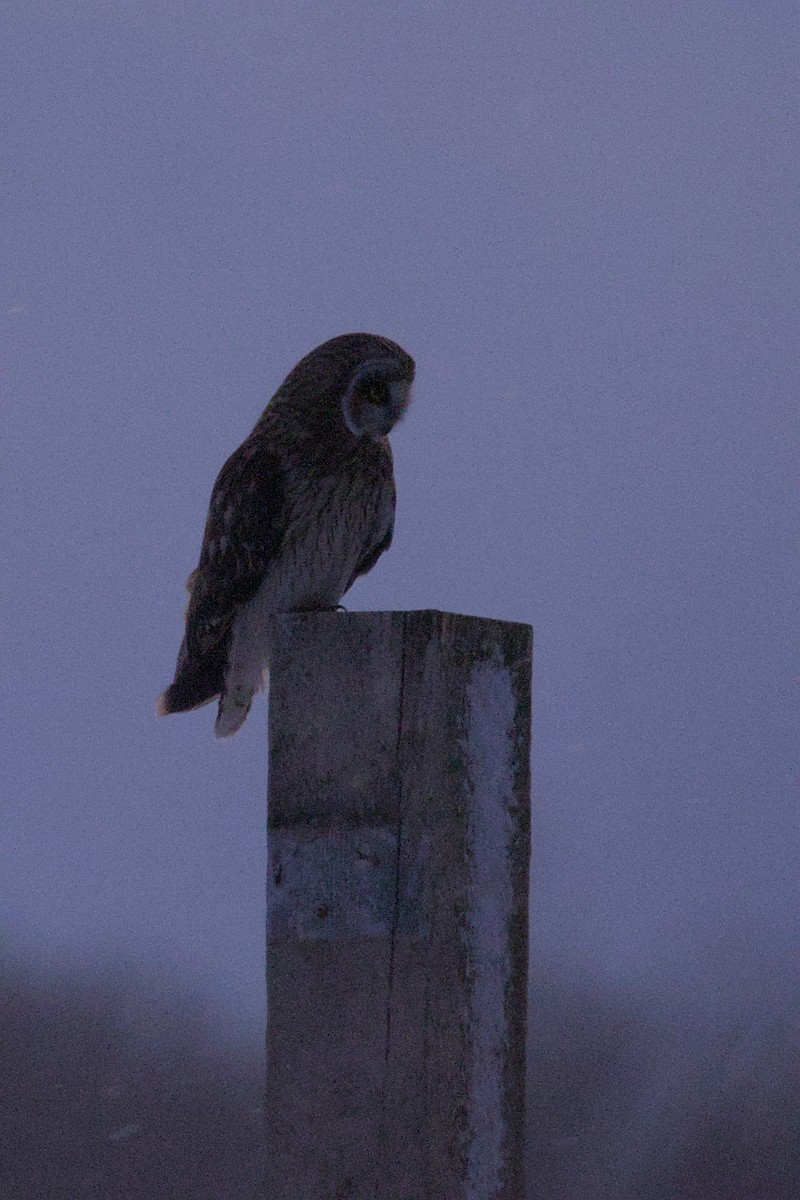 Short-eared Owl - ML646015483