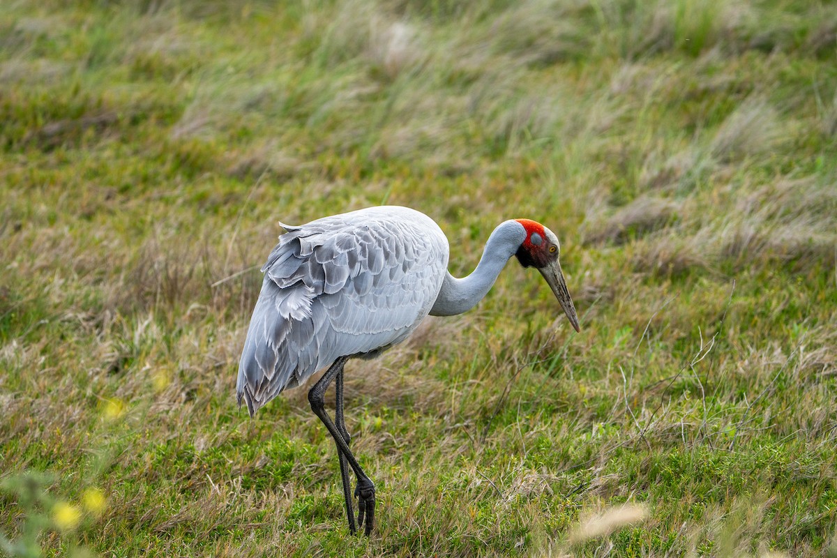 Brolga - ML646015484