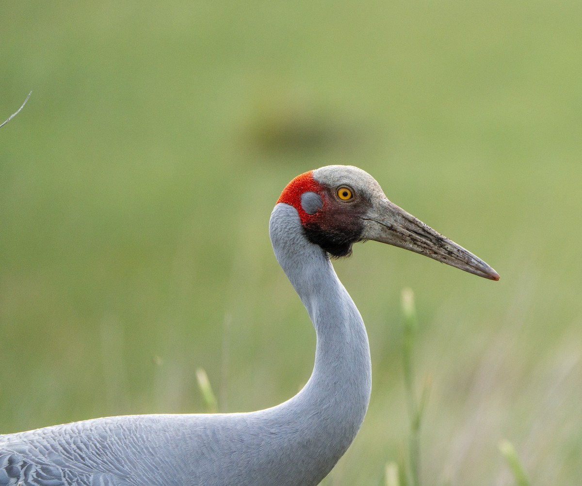 Brolga - ML646015485
