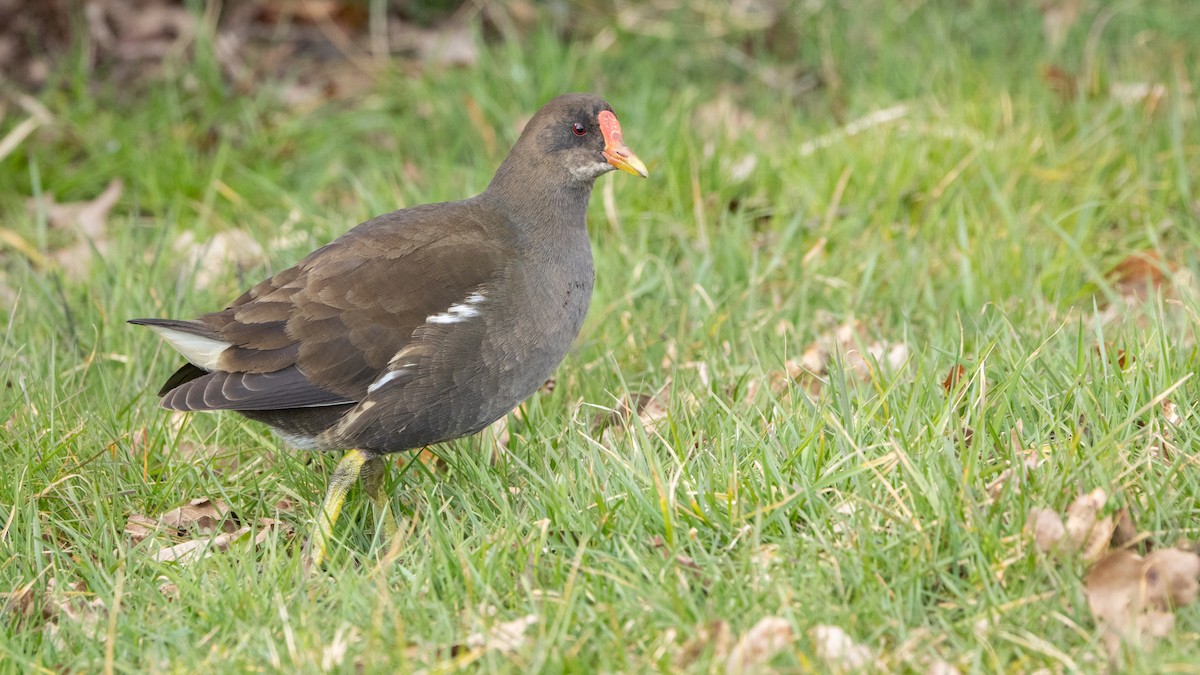 バン - ML646015486