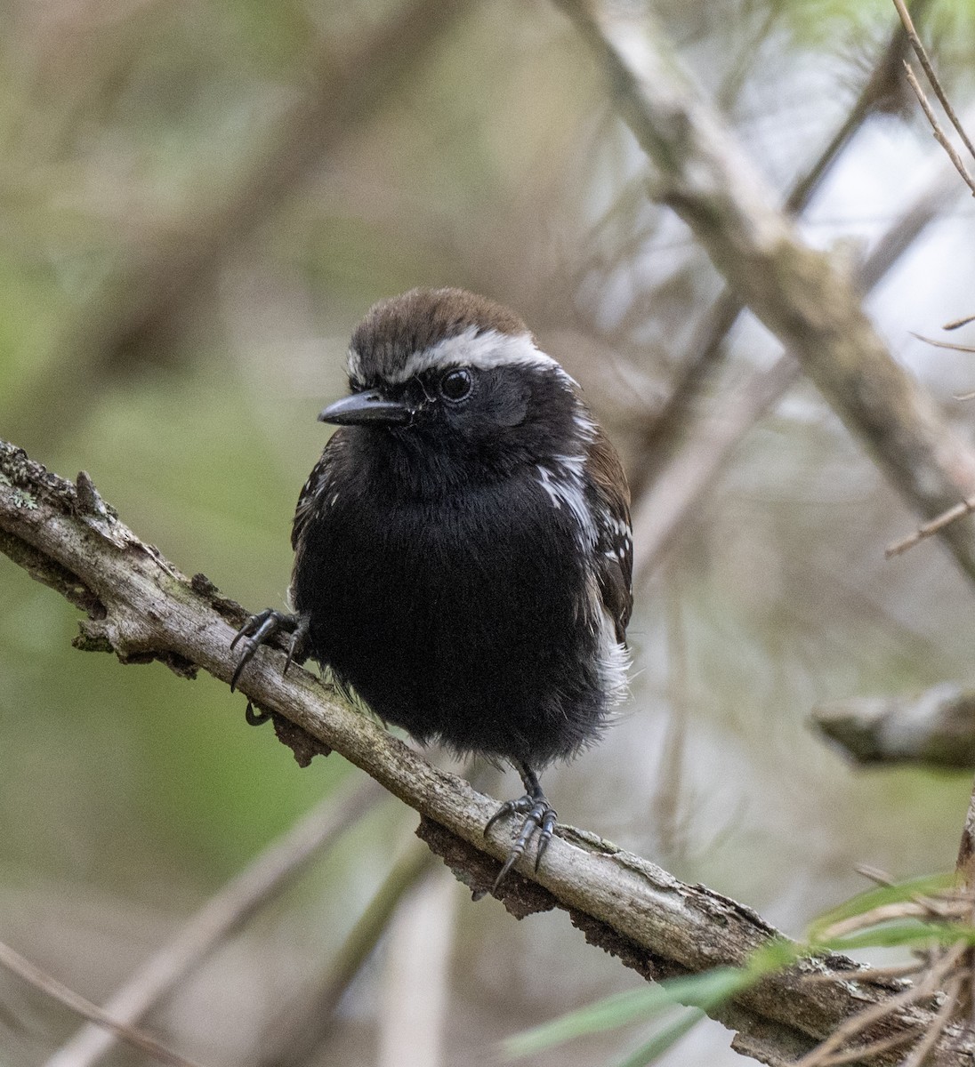 Serra Antwren - ML646015492