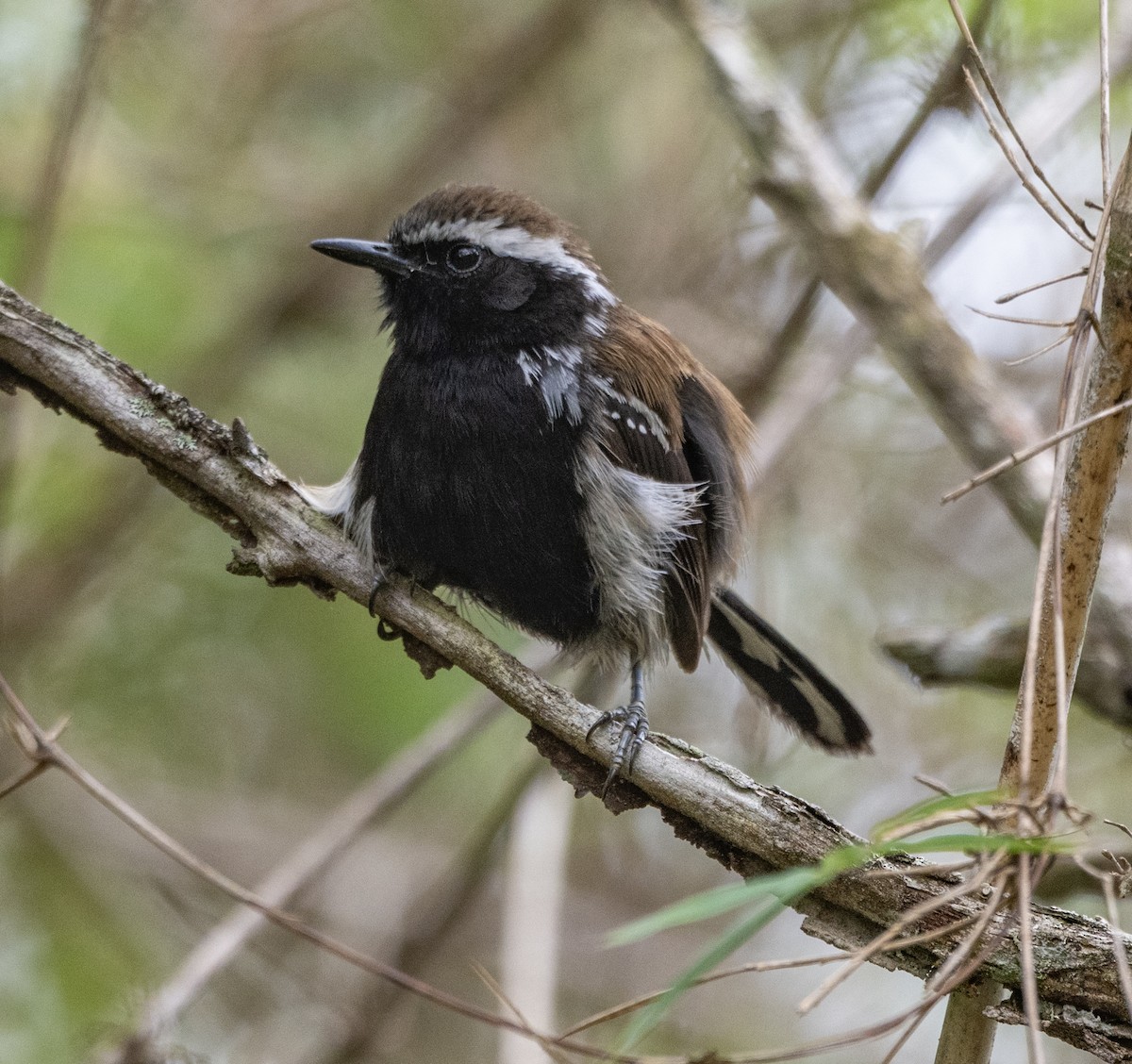 Serra Antwren - ML646015493