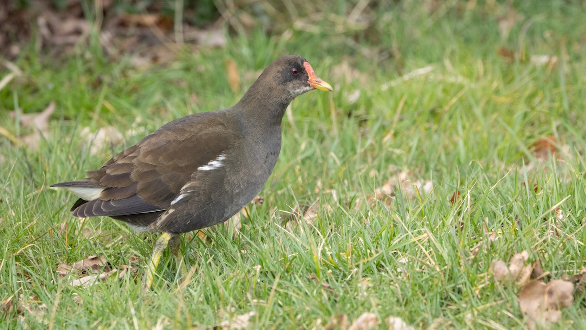 バン - ML646015496