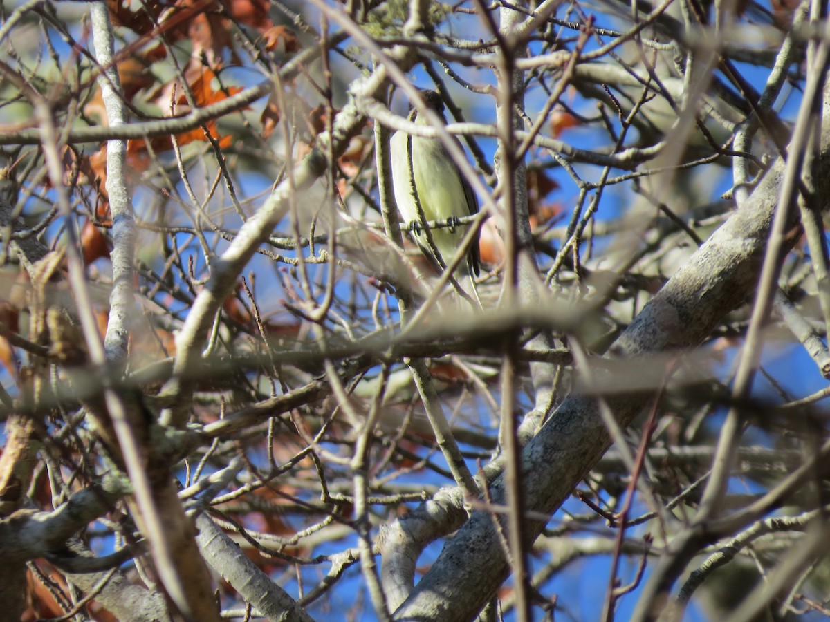 Eastern Phoebe - ML646015498