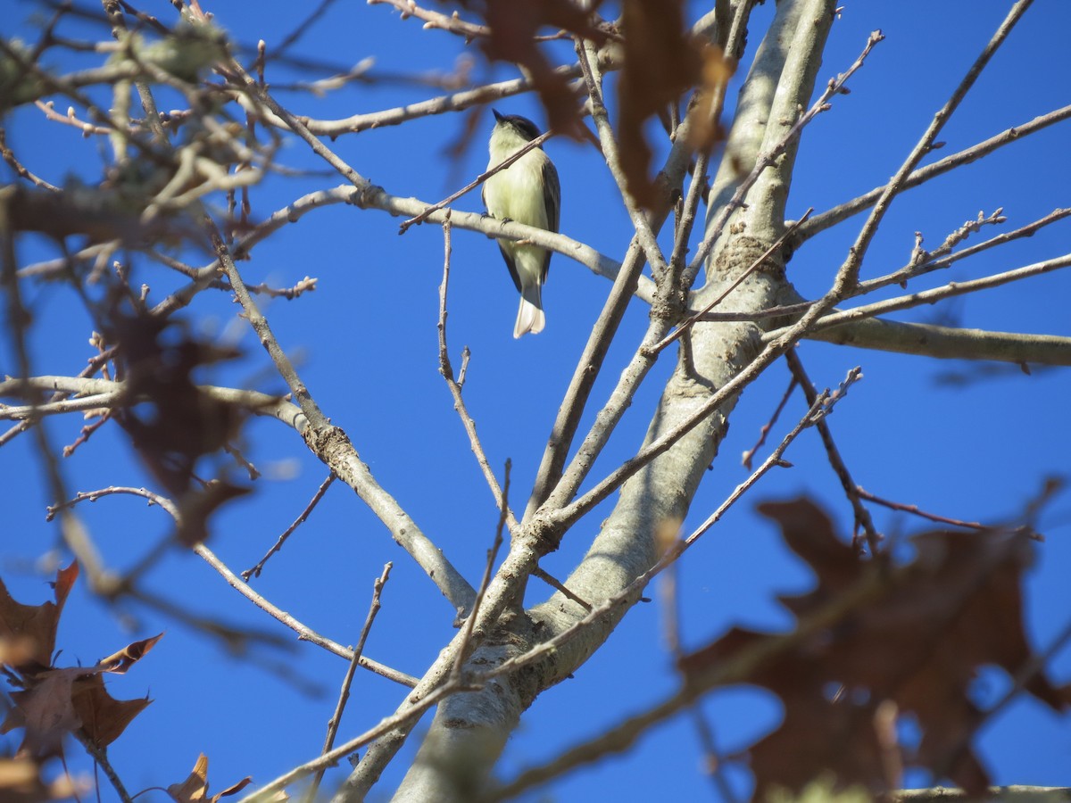 Eastern Phoebe - ML646015499
