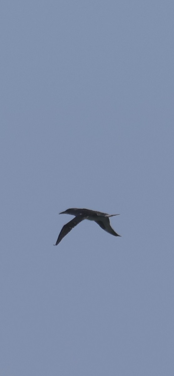 Сула атлантична - ML646015502