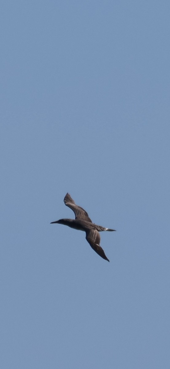 Сула атлантична - ML646015503