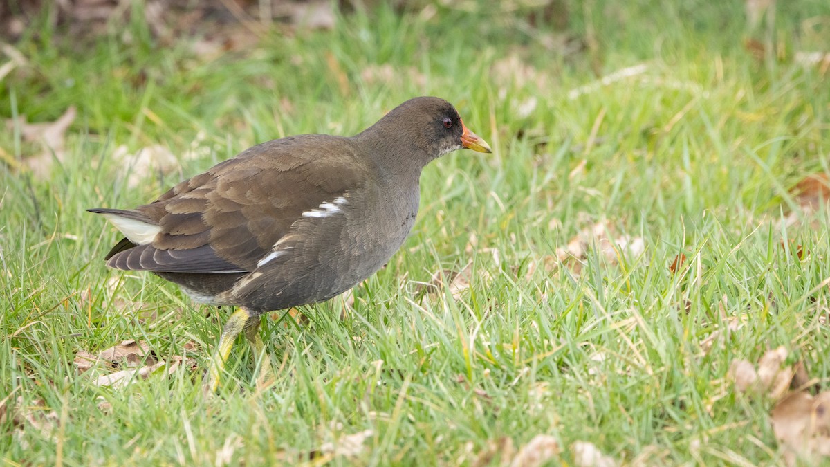 バン - ML646015504